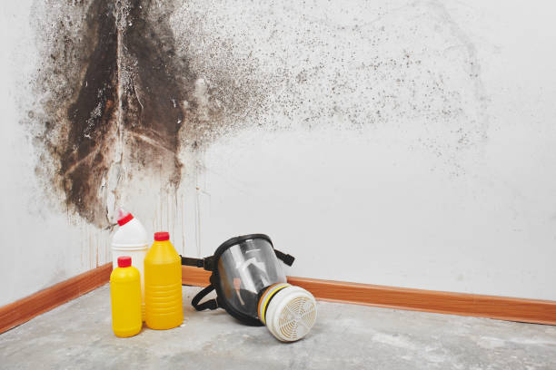 Best Professional Mold Removal  in Vernon Valley, NJ