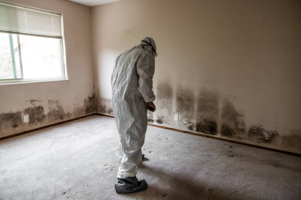 Best Certified Mold Removal  in Vernon Valley, NJ