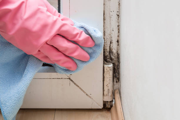 Best Local Mold Removal Service  in Vernon Valley, NJ