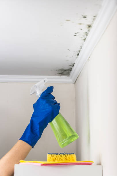 Best Toxic Mold Removal  in Vernon Valley, NJ